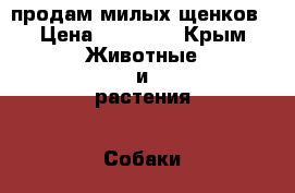 продам милых щенков › Цена ­ 10 000 - Крым Животные и растения » Собаки   